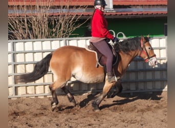 Altre razze Mix, Giumenta, 7 Anni, 149 cm, Baio chiaro