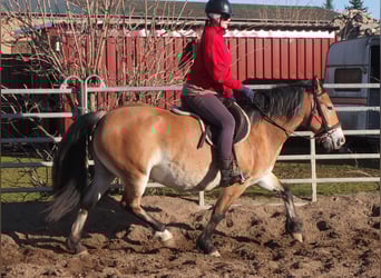 Altre razze Mix, Giumenta, 7 Anni, 149 cm, Baio chiaro