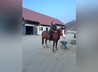 Altre razze Mix, Giumenta, 7 Anni, 150 cm, Sauro scuro