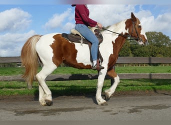 Altre razze, Giumenta, 7 Anni, 152 cm, Pezzato