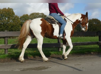 Altre razze, Giumenta, 7 Anni, 152 cm, Pezzato