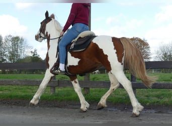 Altre razze, Giumenta, 7 Anni, 152 cm, Pezzato