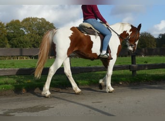 Altre razze, Giumenta, 7 Anni, 152 cm, Pezzato