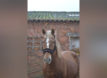 Altre razze, Giumenta, 7 Anni, 152 cm, Sauro