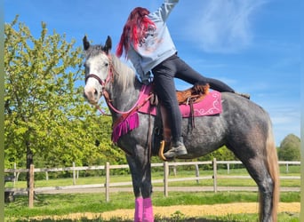 Altre razze, Giumenta, 7 Anni, 155 cm, Grigio pezzato