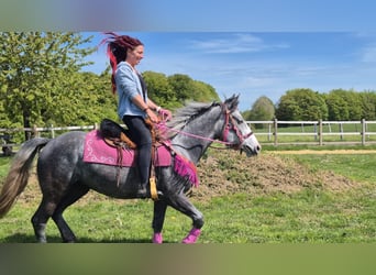 Altre razze, Giumenta, 7 Anni, 155 cm, Grigio pezzato