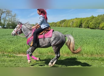 Altre razze, Giumenta, 7 Anni, 155 cm, Grigio pezzato