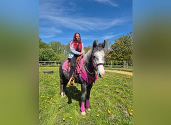 Altre razze, Giumenta, 7 Anni, 155 cm, Grigio pezzato