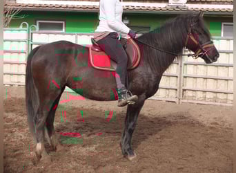 Altre razze, Giumenta, 7 Anni, 155 cm, Morello