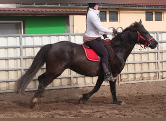 Altre razze, Giumenta, 7 Anni, 155 cm, Morello