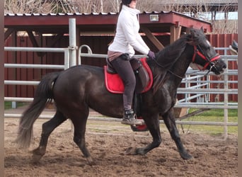 Altre razze, Giumenta, 7 Anni, 155 cm, Morello