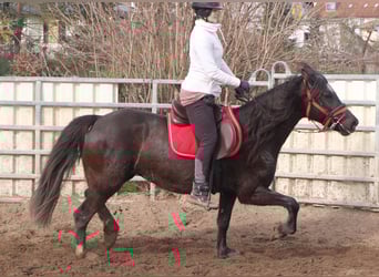 Altre razze, Giumenta, 7 Anni, 155 cm, Morello