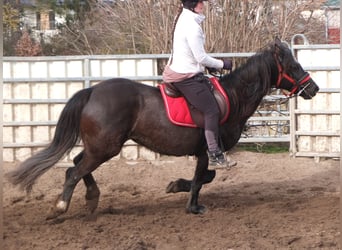 Altre razze, Giumenta, 7 Anni, 155 cm, Morello