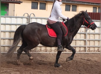 Altre razze, Giumenta, 7 Anni, 155 cm, Morello