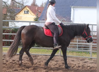 Altre razze, Giumenta, 7 Anni, 155 cm, Morello