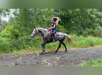 Altre razze, Giumenta, 7 Anni, 156 cm, Grigio pezzato