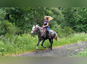 Altre razze, Giumenta, 7 Anni, 156 cm, Grigio pezzato