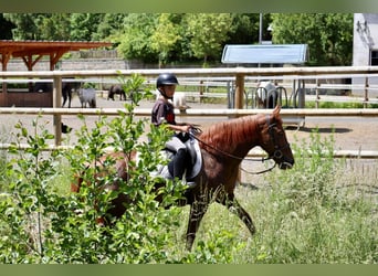 Altre razze, Giumenta, 7 Anni, 156 cm, Sauro scuro