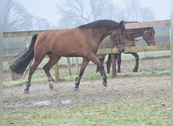 Altre razze, Giumenta, 7 Anni, 157 cm, Baio