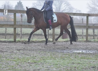 Altre razze, Giumenta, 7 Anni, 157 cm, Baio