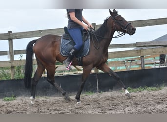 Altre razze, Giumenta, 7 Anni, 157 cm, Baio scuro