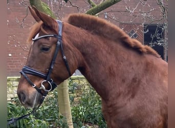 Altre razze, Giumenta, 7 Anni, 157 cm, Sauro