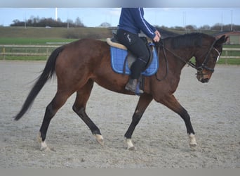 Altre razze, Giumenta, 7 Anni, 158 cm, Baio