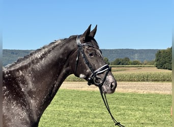 Altre razze Mix, Giumenta, 7 Anni, 160 cm, Pezzato