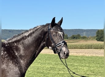 Altre razze Mix, Giumenta, 7 Anni, 160 cm, Pezzato