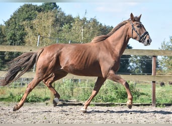 Altre razze, Giumenta, 7 Anni, 162 cm, Sauro