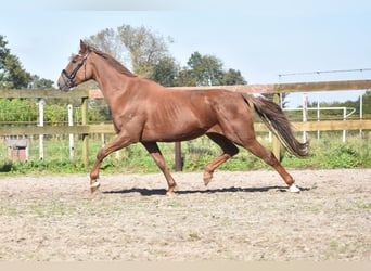 Altre razze, Giumenta, 7 Anni, 162 cm, Sauro