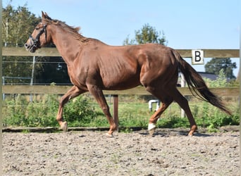 Altre razze, Giumenta, 7 Anni, 162 cm, Sauro