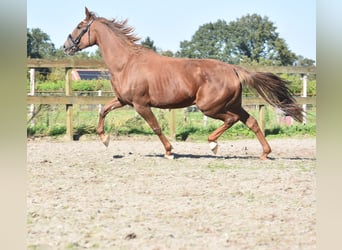 Altre razze, Giumenta, 7 Anni, 162 cm, Sauro