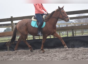 Altre razze, Giumenta, 7 Anni, 164 cm, Sauro