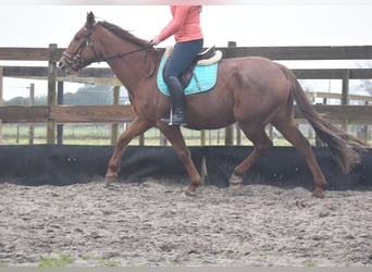 Altre razze, Giumenta, 7 Anni, 164 cm, Sauro