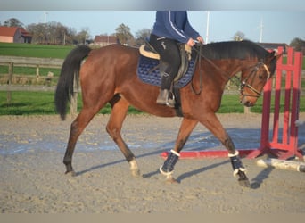 Altre razze, Giumenta, 7 Anni, 165 cm, Baio