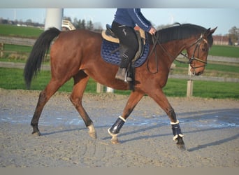 Altre razze, Giumenta, 7 Anni, 165 cm, Baio