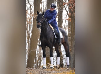 Altre razze, Giumenta, 7 Anni, 165 cm, Baio