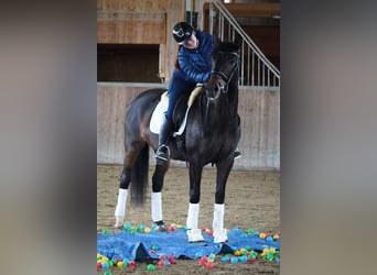 Altre razze, Giumenta, 7 Anni, 165 cm, Baio