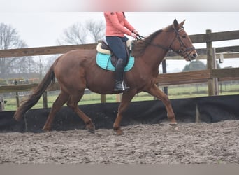 Altre razze, Giumenta, 7 Anni, 165 cm, Sauro