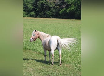 Altre razze, Giumenta, 7 Anni, 91 cm