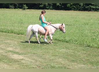 Altre razze, Giumenta, 7 Anni, 91 cm, Roano rosso