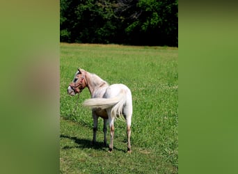 Altre razze, Giumenta, 7 Anni, 91 cm, Roano rosso