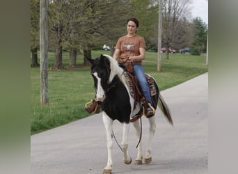 Altre razze, Giumenta, 8 Anni, 142 cm, Pezzato