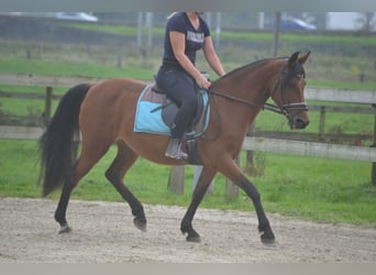 Altre razze, Giumenta, 8 Anni, 145 cm, Baio