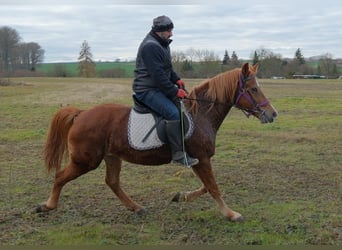 Altre razze, Giumenta, 8 Anni, 147 cm