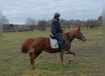 Altre razze, Giumenta, 8 Anni, 147 cm