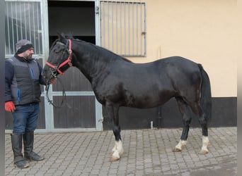 Altre razze, Giumenta, 8 Anni, 148 cm, Morello