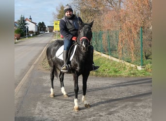 Altre razze, Giumenta, 8 Anni, 148 cm, Morello