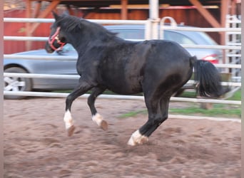 Altre razze, Giumenta, 8 Anni, 148 cm, Morello
